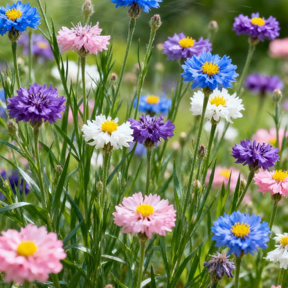 🌱Holiday Decor Flowers: Create A Never-Wither Garden!