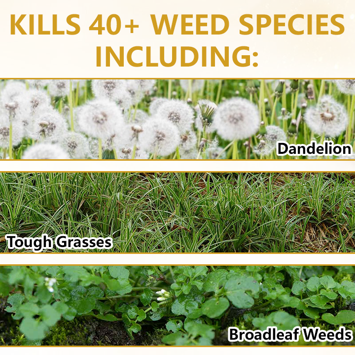 🏆 Official Store |Skavix® Pro Strength 2-in-1 Herbicide: Fast Acting Results on Glyphosate-Resistant Weeds